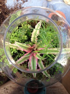Terrarium
