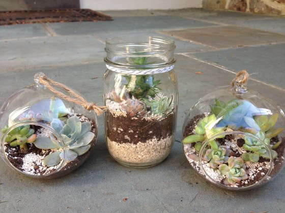 Mini Succulent Terrariums